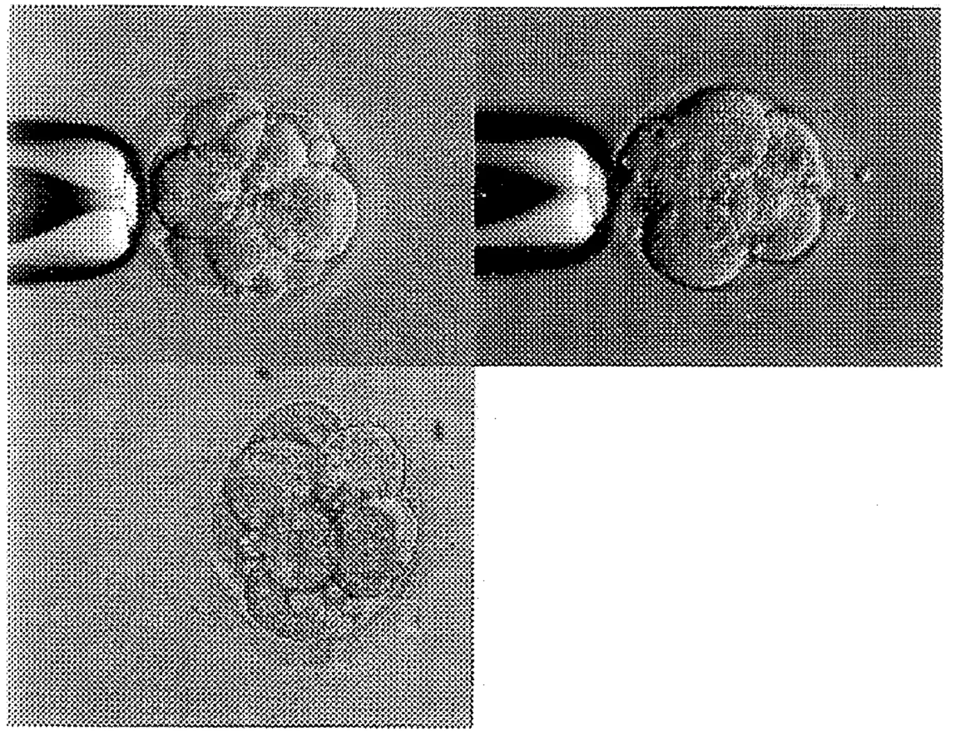 McKennaAsAnEmbryo_Contributed.jpg